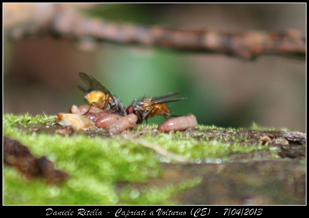 Identificazione coppia di mosche con larve o prede!!!